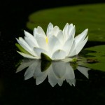 Lotus1.jpg