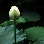 Lotus2.jpg