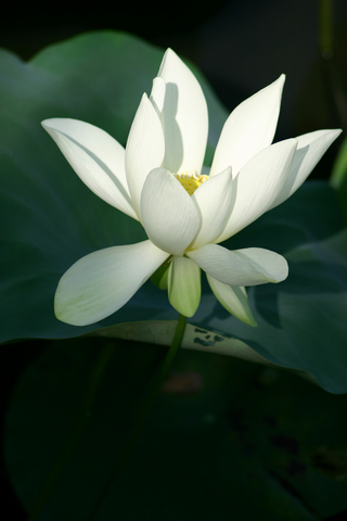 Lotus3.jpg