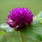 purpleflower1