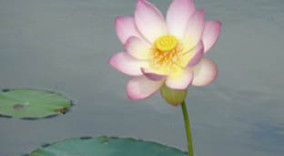 Lotus at Lotus Garden
